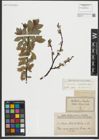 Foto von Salix rhaetica Andersson
